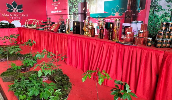 Định hướng đến năm 2030, tỉnh Kon Tum đạt diện tích Sâm Ngọc Linh khoảng 10.000 ha