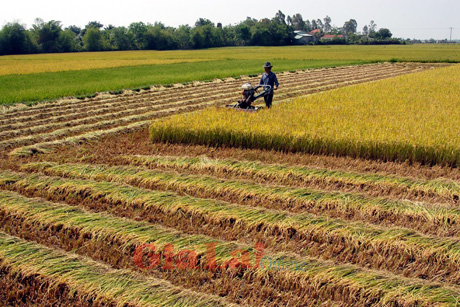 Mức thu tiền bảo vệ, phát triển đất trồng lúa.